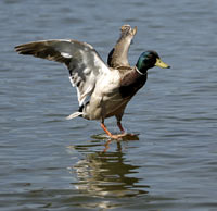 Mallard landing