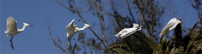 Snowy Egret Flying panorama Palo Alto Baylands