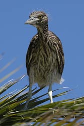 Black-crowned Night-Heron chick