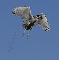 Black-crowned Night-Heron