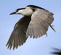 Black-crowned Night-Heron