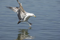 Herring Gull