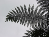 Fern