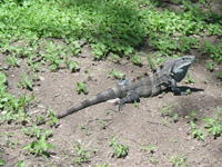 Iguana