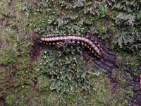 Millipede