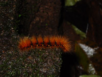 Orange Caterpillar