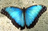 Blue Morpho Butterfly