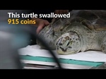 Thai Veterinarians Remove 915 Coins from a Sea Turtle’s Stomach