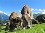 A New Diet for Cows May Decrease Methane Gas Emissions