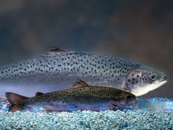 /Portals/0/EasyDNNRotator/901/News/aid333genetically-engineered-salmon-is-perfectly-safe-fda-says.jpg