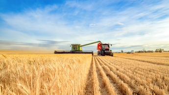 Two tractors harvesting wheat