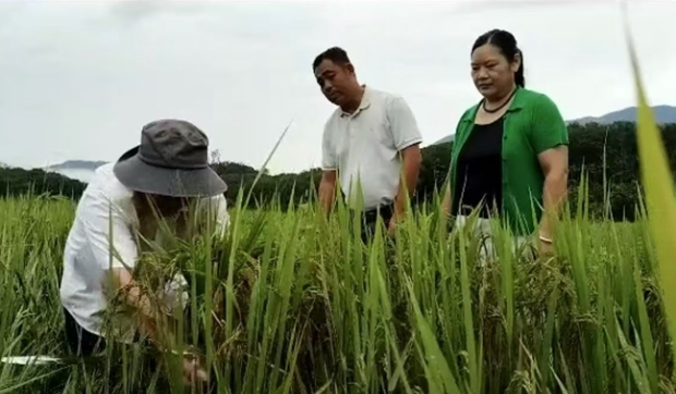 ç¼ä¸­ï¼šæŠ¢æ•‘å±±å…°ç¨» å†œæŠ€äººå‘˜æŒ‡å¯¼å†œæˆ·å¼€å±•ç”Ÿäº§è‡ªæ•‘