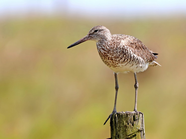 Willet