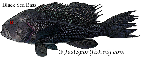 black sea bass illustration