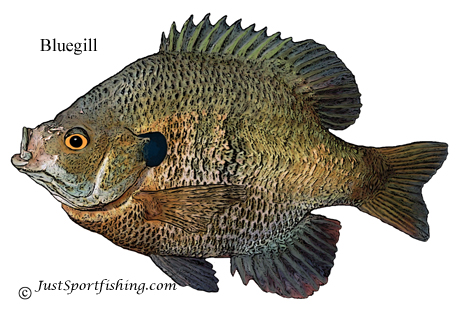 Bluegill illustration