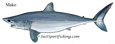 Mako Shark picture