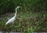 Great Egret