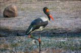 Saddle-billed stork. Kruger National Park, South Africa.