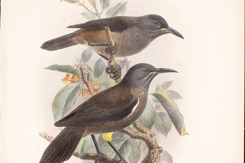 Kauaʻi ʻŌʻō - Schuppenkehlmoho | Quelle: Smithsonian Libraries Walter Rothschild "The Avifauna of Laysan"