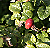 Rose Hip