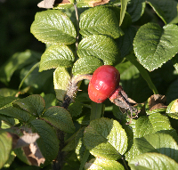 Rose Hip