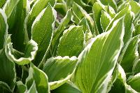 Sea of Hostas