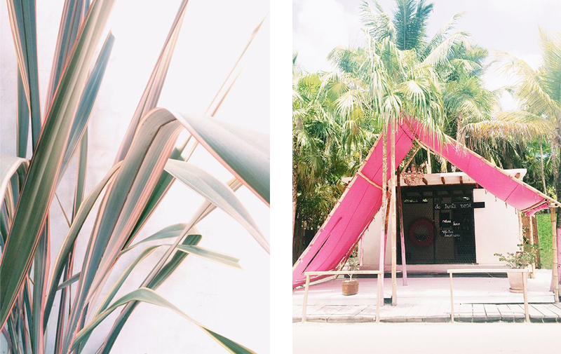 pink plants palm trees inspiration