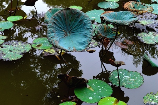 Water Lillies