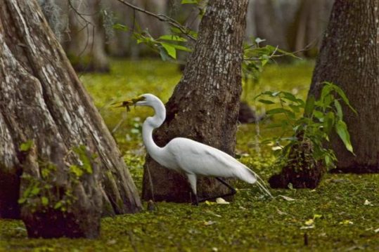 Egret