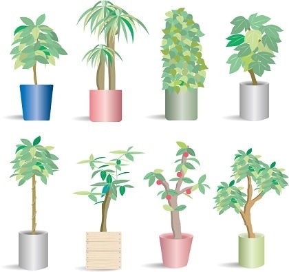 Potted Plant Vector