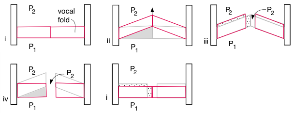 simplified sketch after Titze showing surface wave