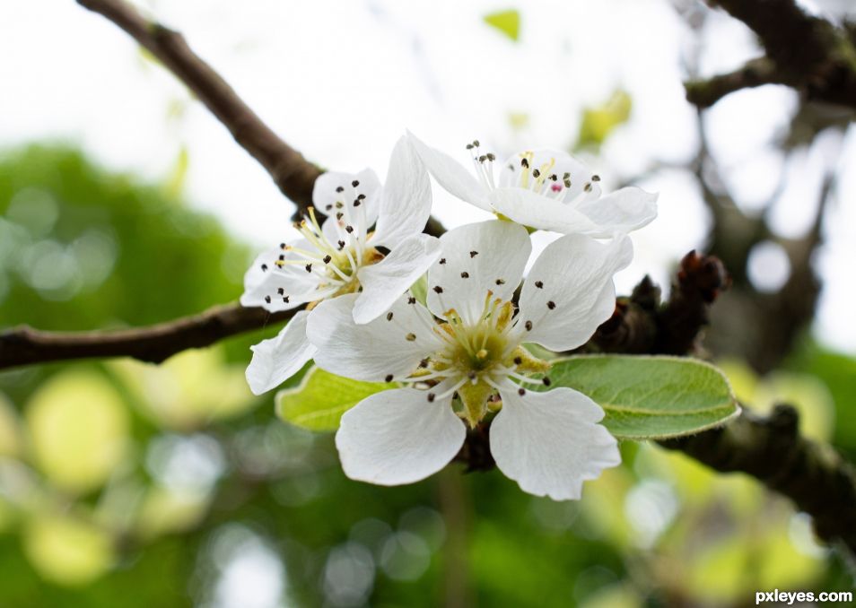 Pear promise