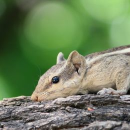 CuteSquirrel