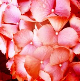 Hydrangea Picture