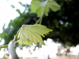 Vine Leaves Picture