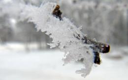 FrostedBranch