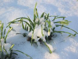 Snowdrops