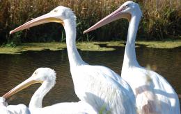 Pelicans