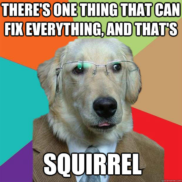 There's one thing that can fix everything, and that's Squirrel  Business Dog