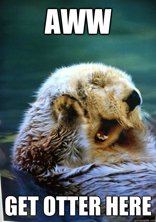 Aww Get otter here - Aww Get otter here  Flattered Otter