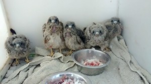 kestrel babies June 2014