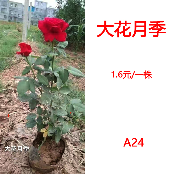 å¤§èŠ±æœˆå­£