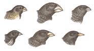 6-finches.jpg