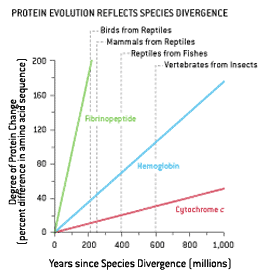 protein-evol-graph.gif