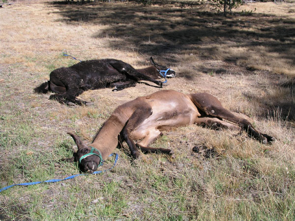 Fallen Llamas