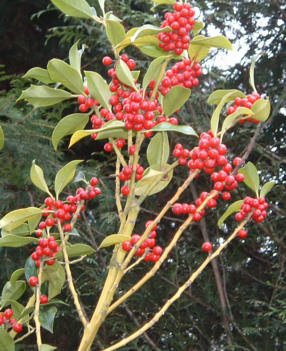 red-berried mystery plant