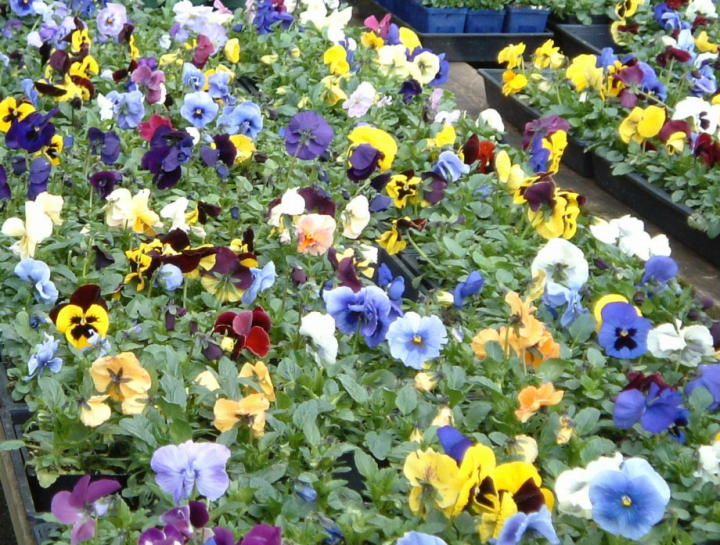 Pansies!