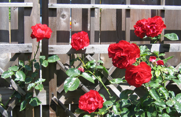 Really bright red Dublin Bay roses