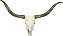 Longhorn Skull