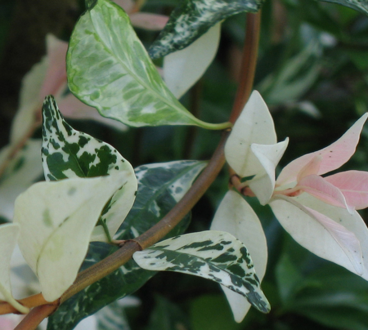 Leaves verge into flowers into leaves